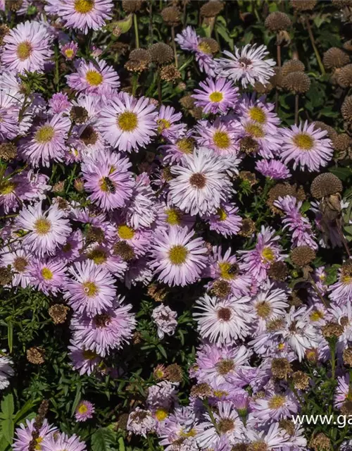 Garten-Glattblatt-Aster 'Fellowship'