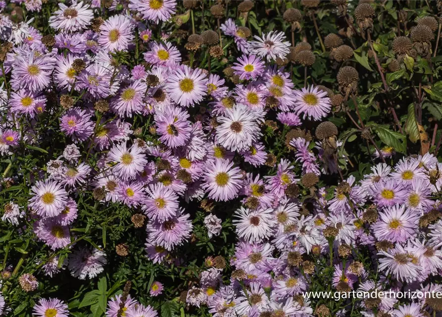 Garten-Glattblatt-Aster 'Fellowship'