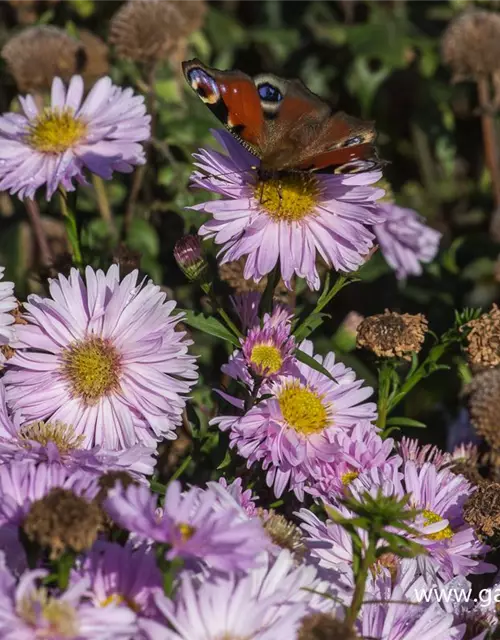 Garten-Glattblatt-Aster 'Fellowship'