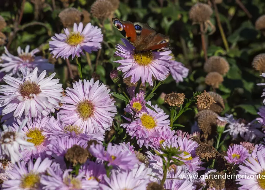 Garten-Glattblatt-Aster 'Fellowship'