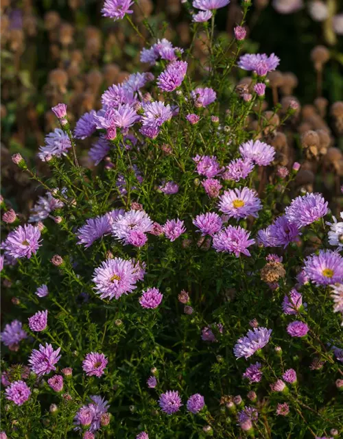 Garten-Glattblatt-Aster 'Fellowship'