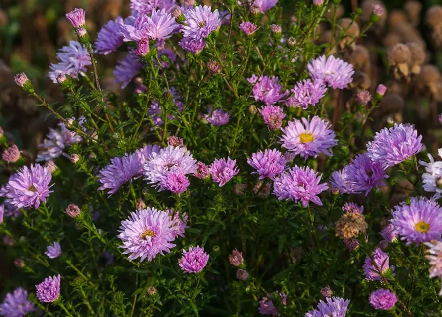 Garten-Glattblatt-Aster 'Fellowship'