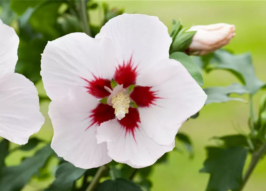 Hibiscus syriacus