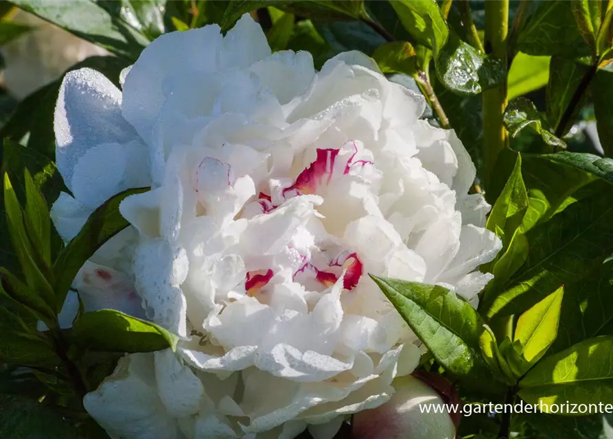 Garten-Pfingstrose 'Festiva Maxima'