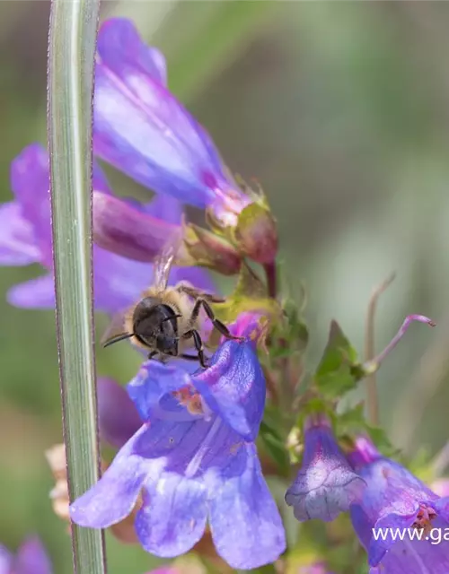 Garten-Bartfaden 'Catherine de la Mere'