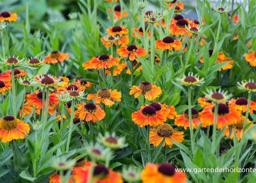 Garten-Sonnenbraut 'Short´n Sassy'®