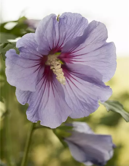 Hibiskus