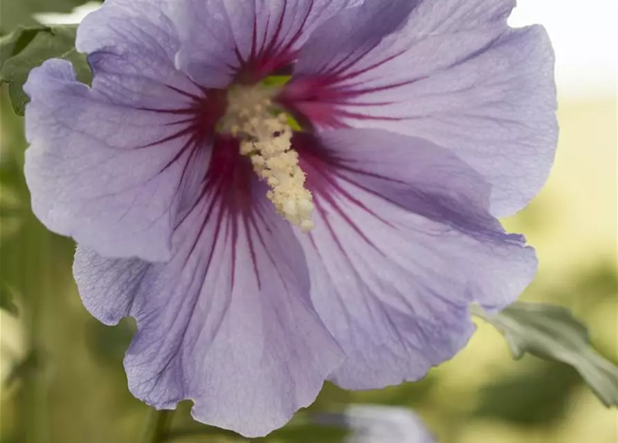 Hibiskus