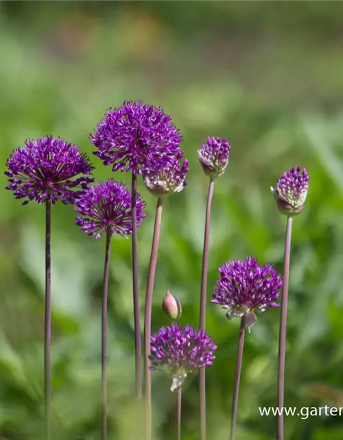 Garten-Kugel-Lauch 'Purple Sensation'