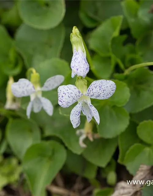 Garten-Pfingst-Veilchen 'Freckles'