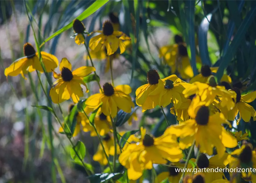 Garten-Fallschirm-Sonnenhut 'Herbstsonne'