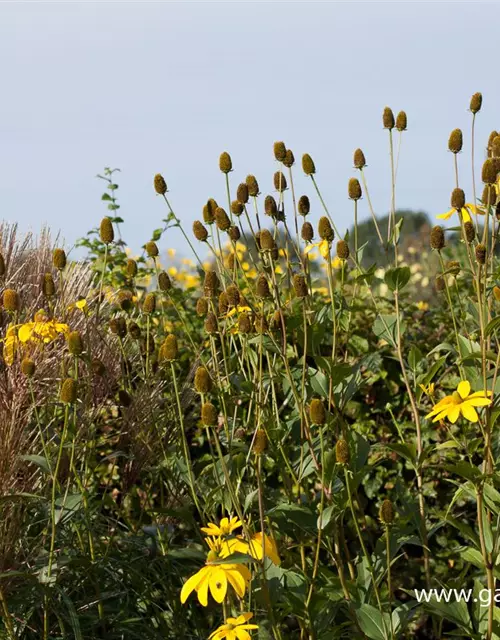 Garten-Fallschirm-Sonnenhut 'Herbstsonne'