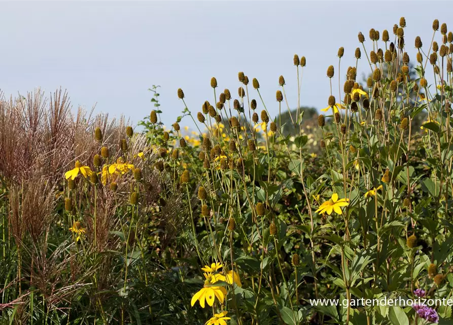 Garten-Fallschirm-Sonnenhut 'Herbstsonne'