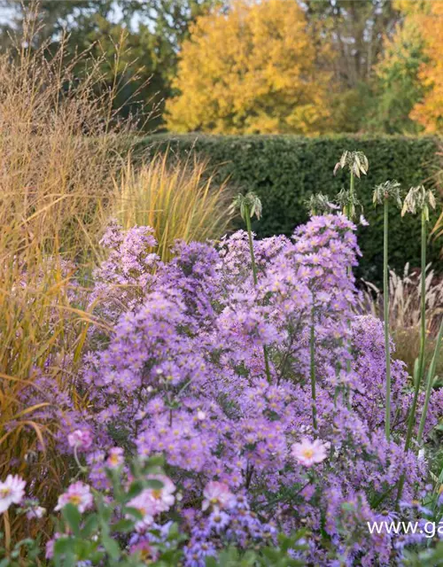 Garten-Myrten-Aster 'Esther'