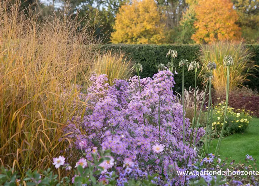 Garten-Myrten-Aster 'Esther'