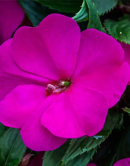 Impatiens neuguinea