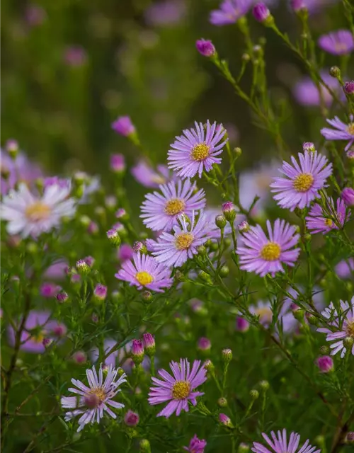 Garten-Myrten-Aster 'Esther'