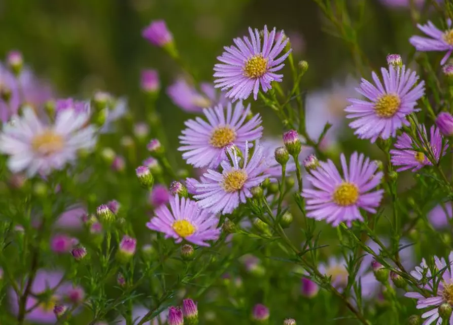 Garten-Myrten-Aster 'Esther'