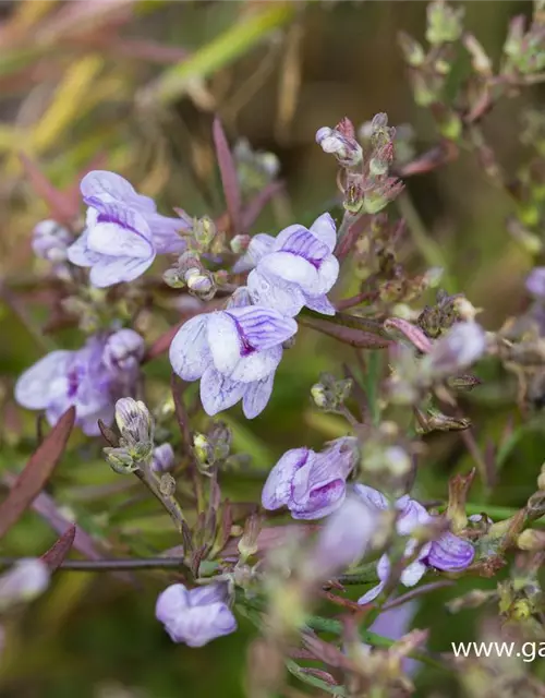 Garten-Leinkraut 'Antique Silver'