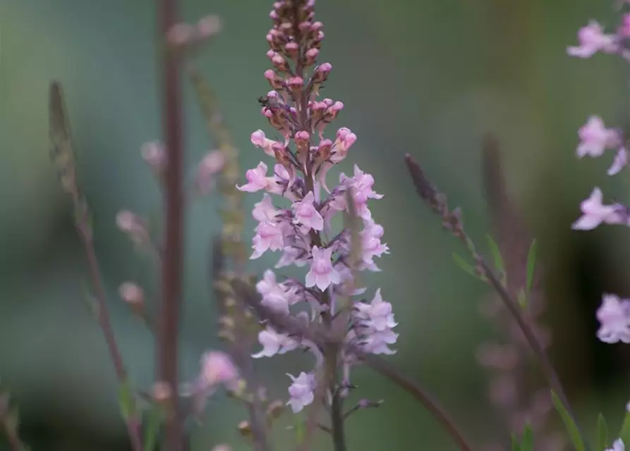 Garten-Leinkraut 'Antique Silver'