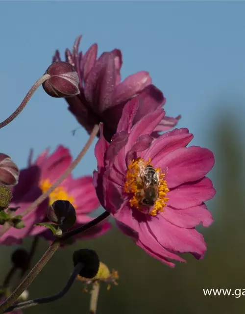 Garten-Herbst-Anemone 'Bressingham Glow'