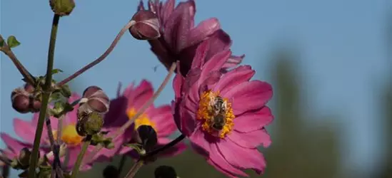 Garten-Herbst-Anemone 'Bressingham Glow'