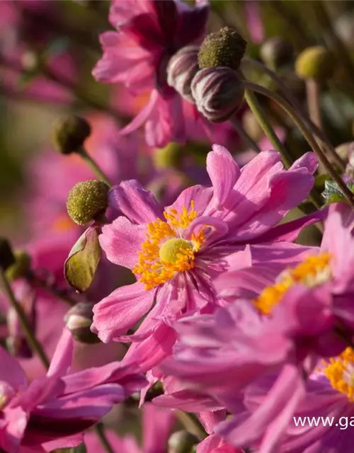 Garten-Herbst-Anemone 'Bressingham Glow'