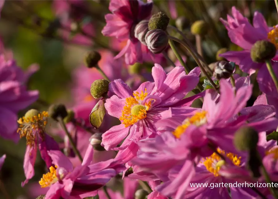 Garten-Herbst-Anemone 'Bressingham Glow'