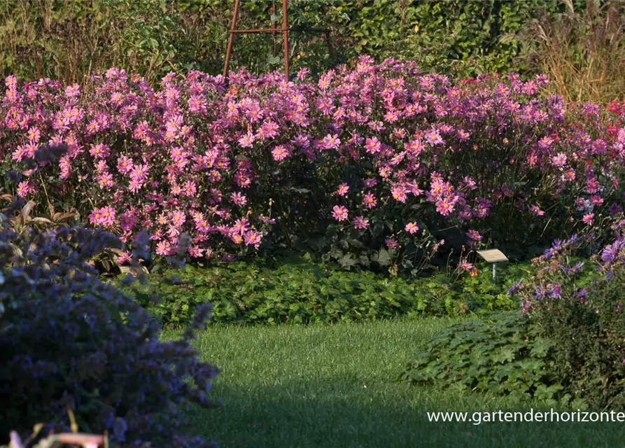 Garten-Herbst-Anemone 'Bressingham Glow'