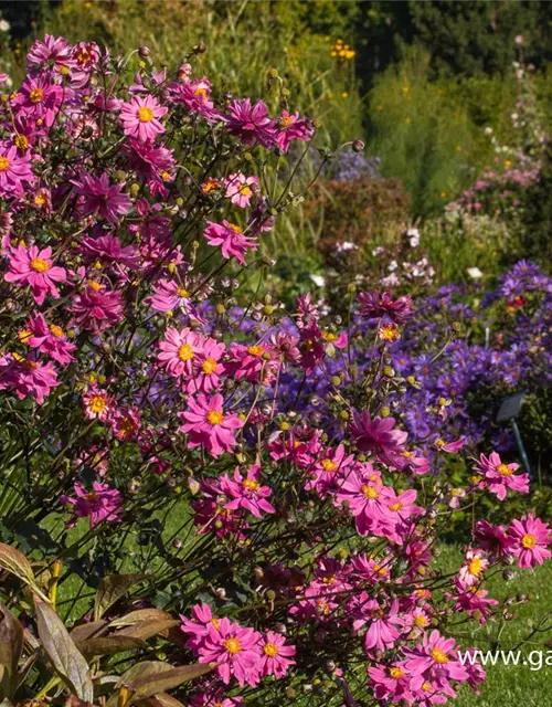 Garten-Herbst-Anemone 'Bressingham Glow'