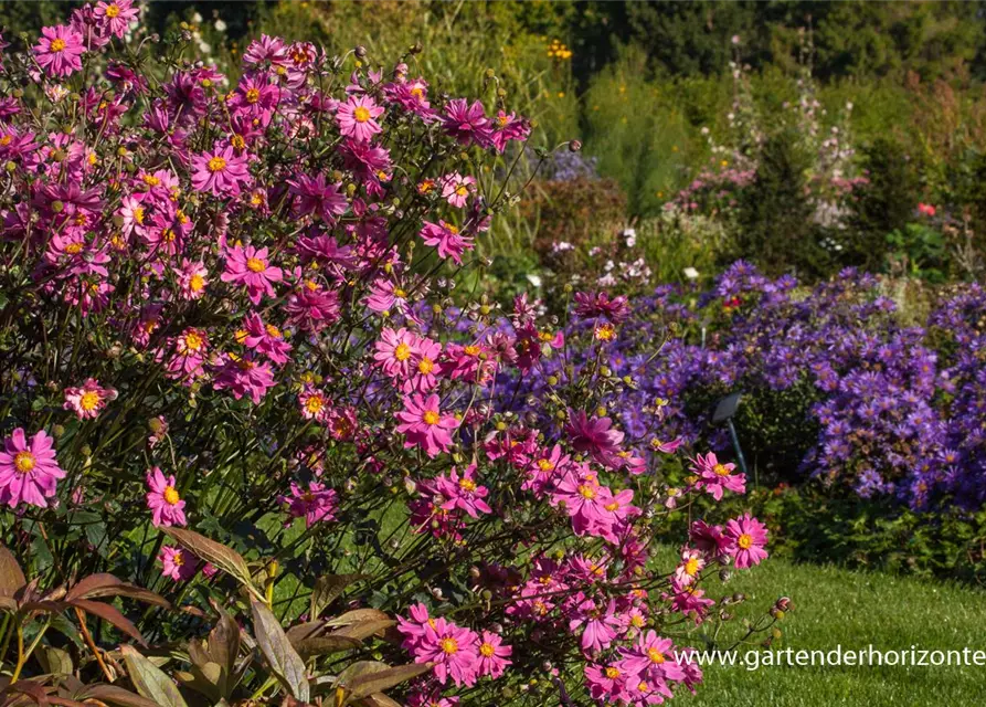 Garten-Herbst-Anemone 'Bressingham Glow'