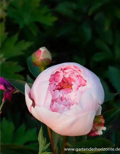 Garten-Pfingstrose 'Sarah Bernhardt'