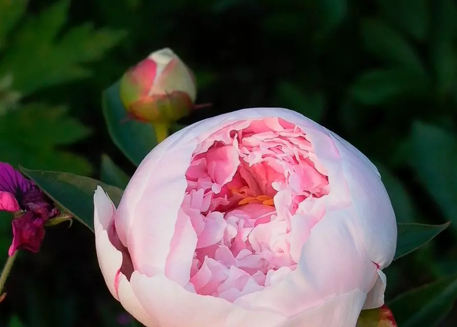 Garten-Pfingstrose 'Sarah Bernhardt'