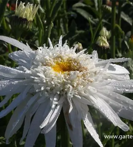 Großblumige Garten-Margerite 'Christine Hagemann'