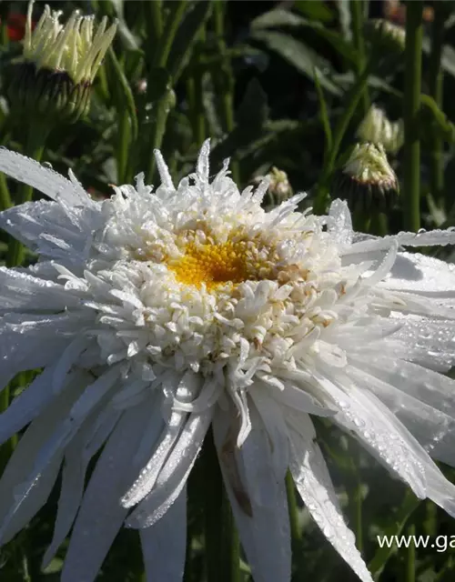 Großblumige Garten-Margerite 'Christine Hagemann'