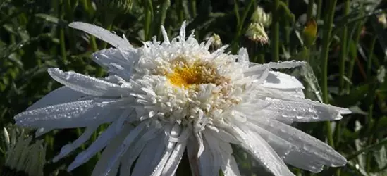 Großblumige Garten-Margerite 'Christine Hagemann'