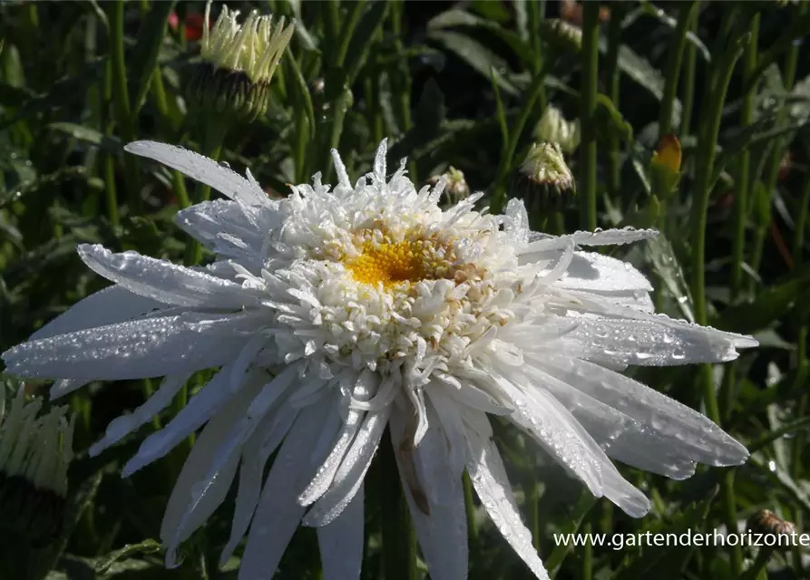 Großblumige Garten-Margerite 'Christine Hagemann'