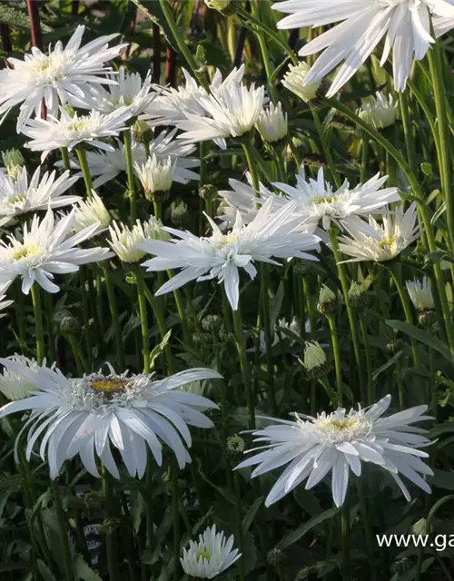 Großblumige Garten-Margerite 'Christine Hagemann'