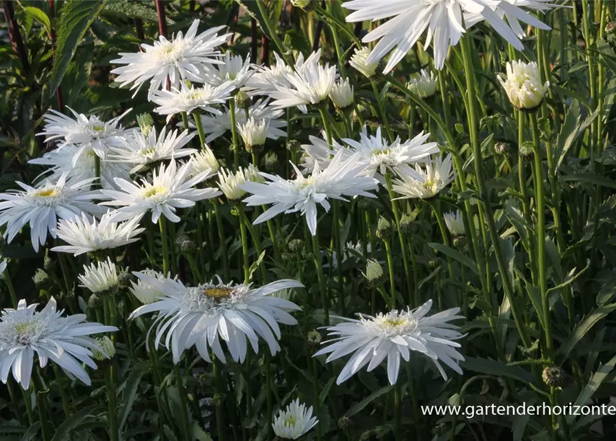 Großblumige Garten-Margerite 'Christine Hagemann'