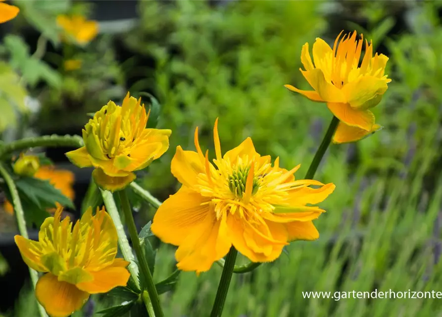 Garten-Trollblume 'Golden Queen'