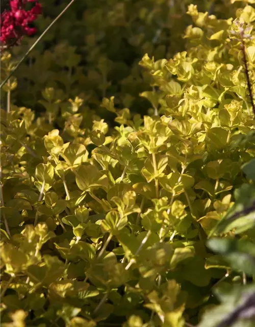 Gelblaubiges Garten-Pfennigkraut 'Aurea'