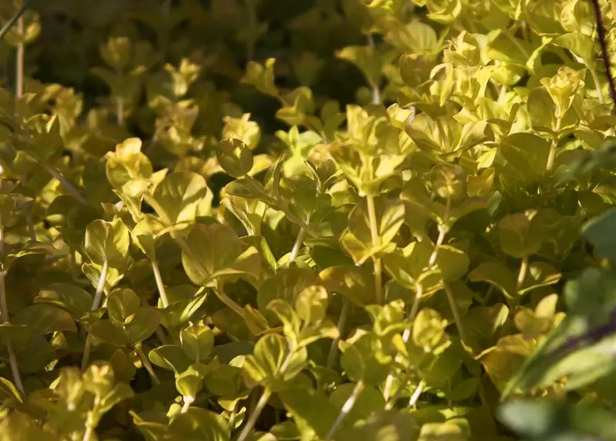 Gelblaubiges Garten-Pfennigkraut 'Aurea'