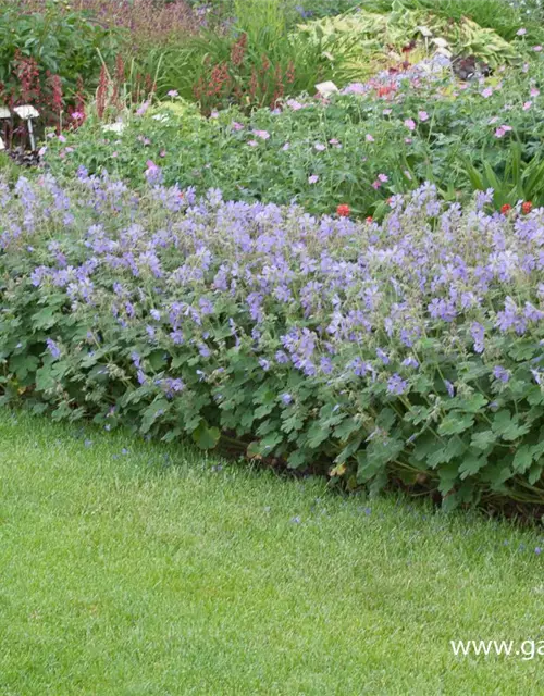 Garten-Storchschnabel 'Philippe Vapelle'