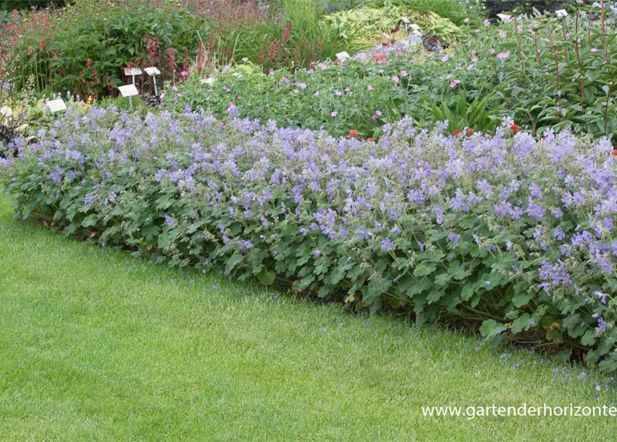 Garten-Storchschnabel 'Philippe Vapelle'