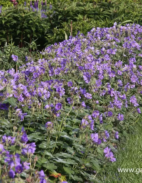 Garten-Storchschnabel 'Philippe Vapelle'