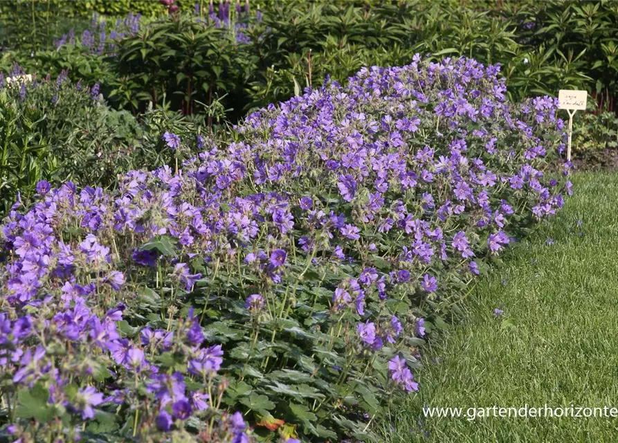 Garten-Storchschnabel 'Philippe Vapelle'