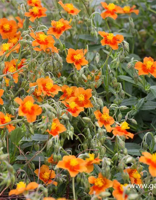 Garten-Sonnenröschen 'Bronzeteppich'