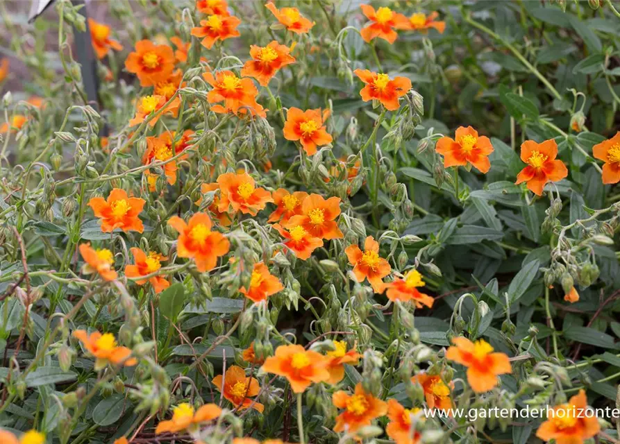 Garten-Sonnenröschen 'Bronzeteppich'