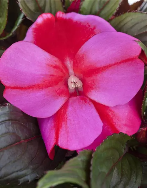 Impatiens neuguinea