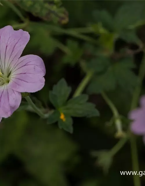 Garten-Storchschnabel